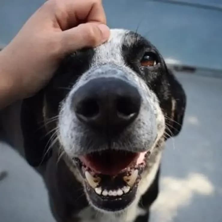 Tobby, o brincalhão, male young Mixed Breed for adoption at UPPA Sintra, Uppa