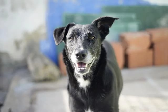 Lea - 10 ano(s) e, Curto female puppy mixed breed for adoption at União Zoófila, Lisboa
