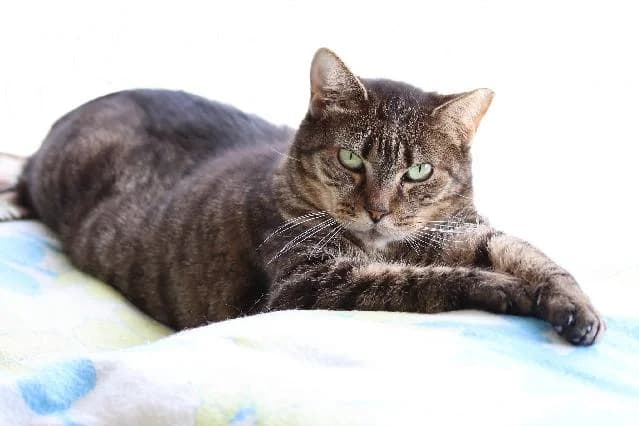 Elsa Hope  - 10 ano(s) e