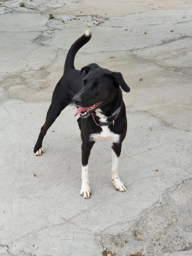 Zeus - 9 ano(s) e, Curto male puppy mixed breed for adoption at União Zoófila, Lisboa