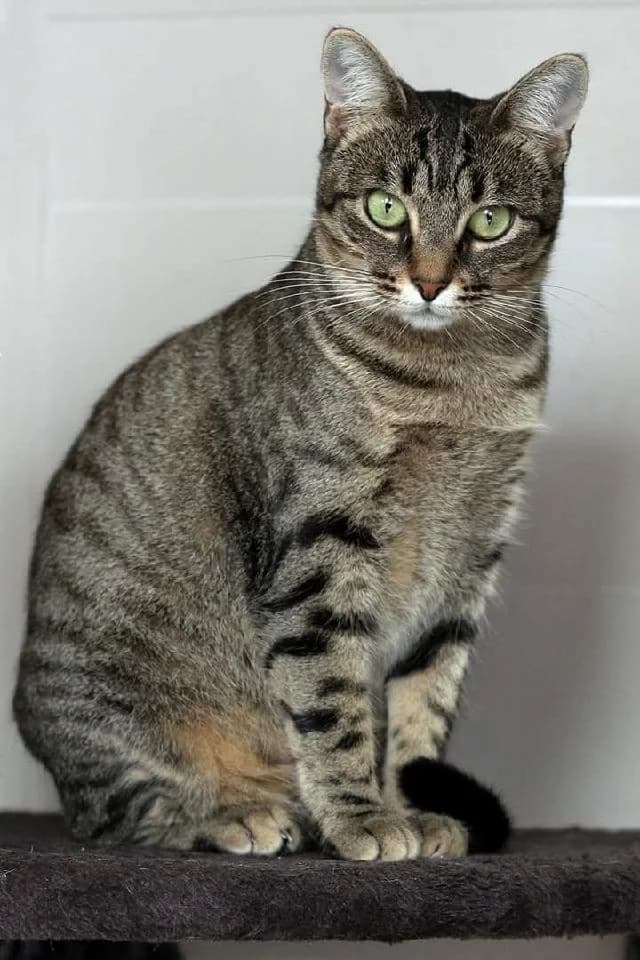 Pandora  - 10 ano(s) e