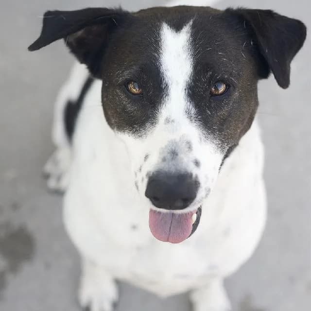 Jeans - 9 ano(s) e, Curto female puppy mixed breed for adoption at União Zoófila, Lisboa