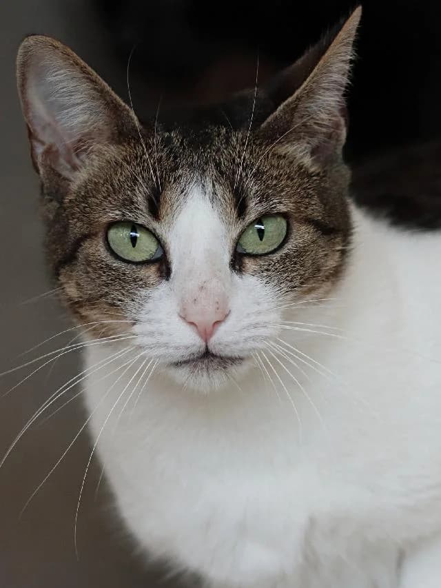 Debbie, female senior mixed breed for adoption at União Zoófila, Lisboa