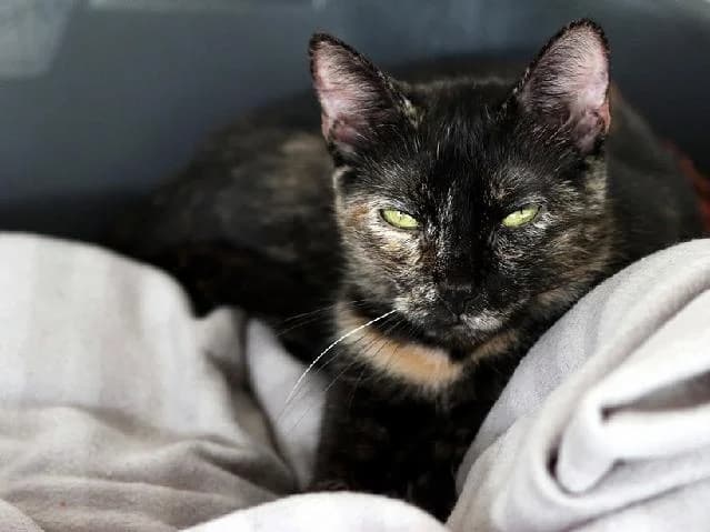 Persian, female senior Persian for adoption at União Zoófila, Lisboa