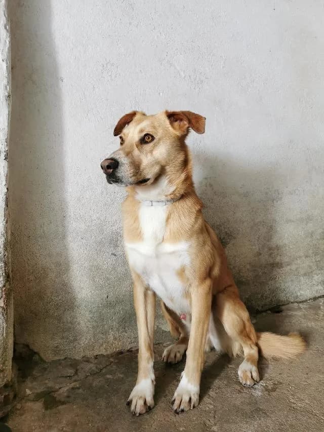 José - 6 ano(s) e,  (União Zoófila)