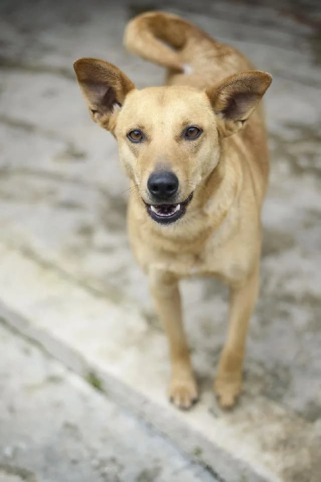 Dolly - 8 ano(s) e,  (União Zoófila)