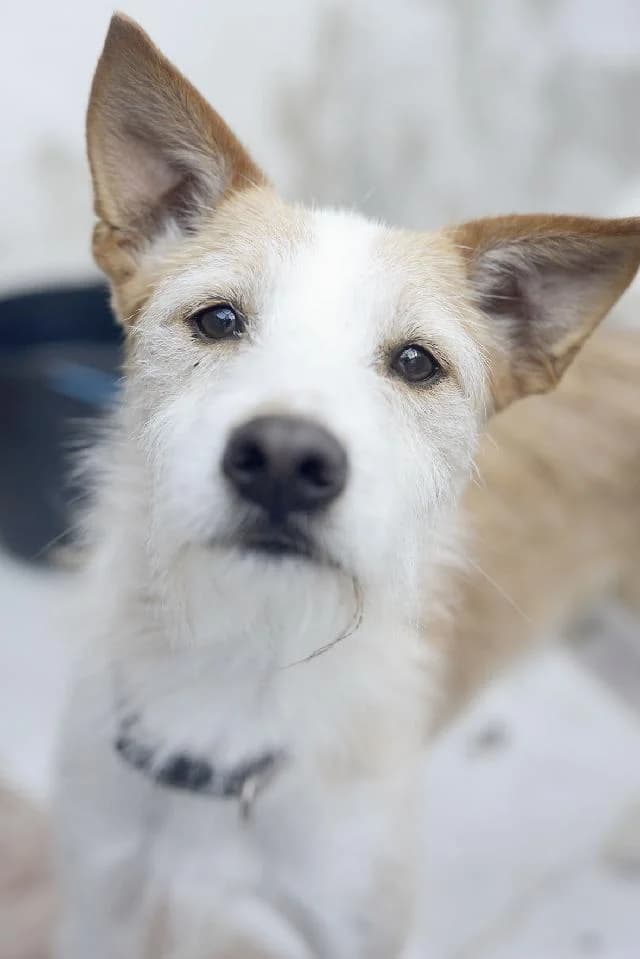 Sweetie - 9 ano(s) e,  (União Zoófila)