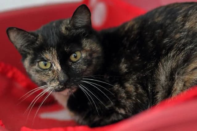 Cannes, female 7yo mixed breed for adoption at União Zoófila, Lisboa