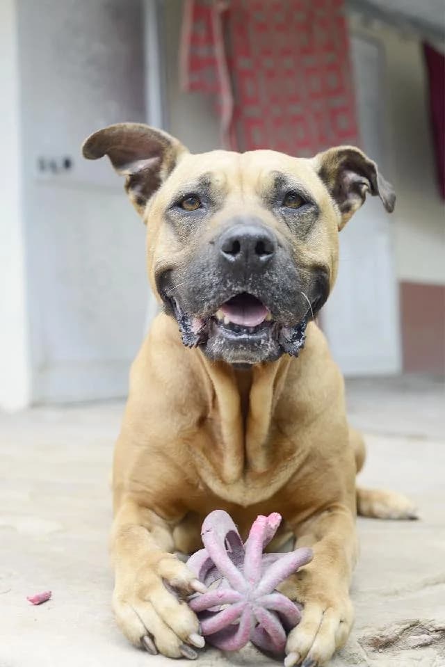 Mamba - 12 ano(s) e, Curto female puppy Pit Bull Terrier for adoption at União Zoófila, Lisboa