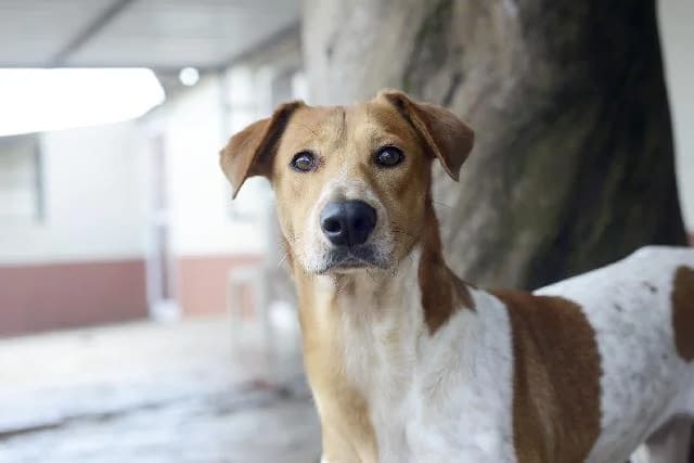 Braque  -, Curto male senior Pointer for adoption at União Zoófila, Lisboa