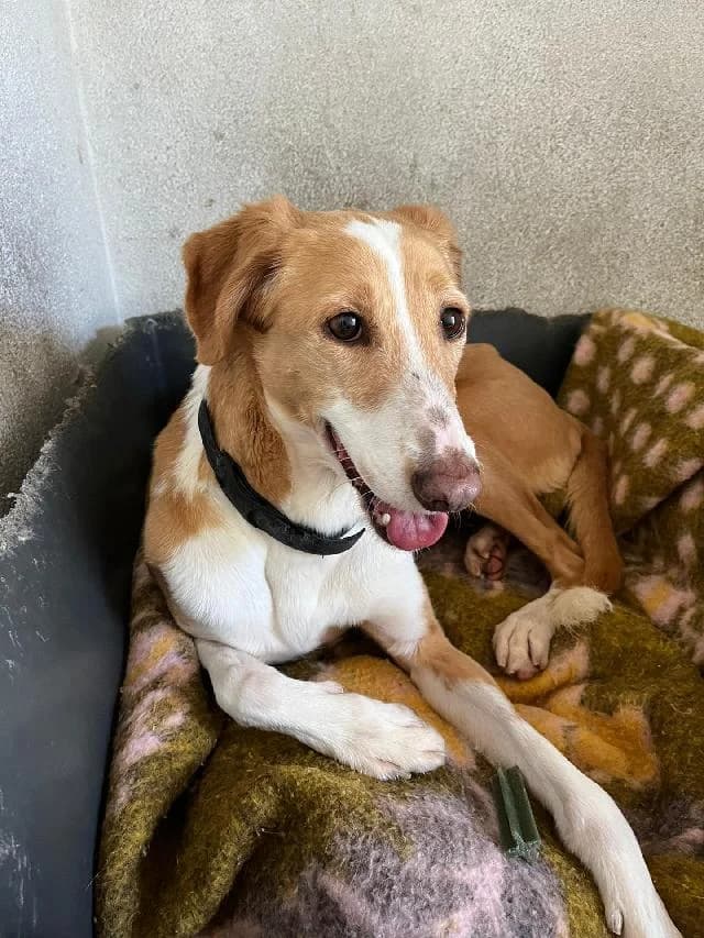 Tequila, Curto female senior mixed breed for adoption at União Zoófila, Lisboa