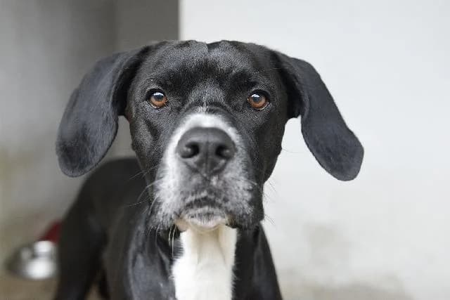 Silver - 7 ano(s) e,  (União Zoófila)