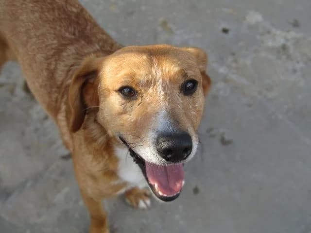 Gama (Cãozinho),  (União Zoófila)