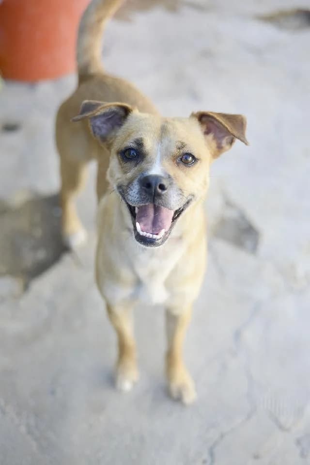 Periguete - 10 ano(s) e,  (União Zoófila)