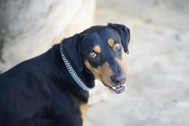 Stylo Simba - 10 ano(s) e, Curto male puppy Doberman for adoption at União Zoófila, Lisboa