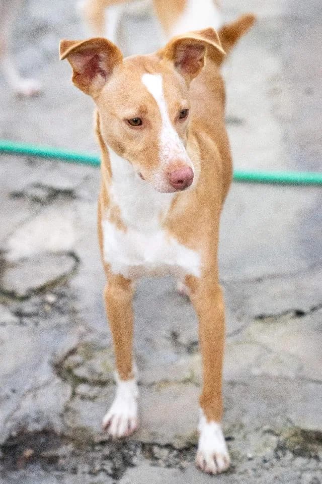 Goji - 5 ano(s) e,  (União Zoófila)