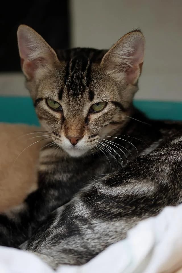 Chicória, female 5yo mixed breed for adoption at União Zoófila, Lisboa