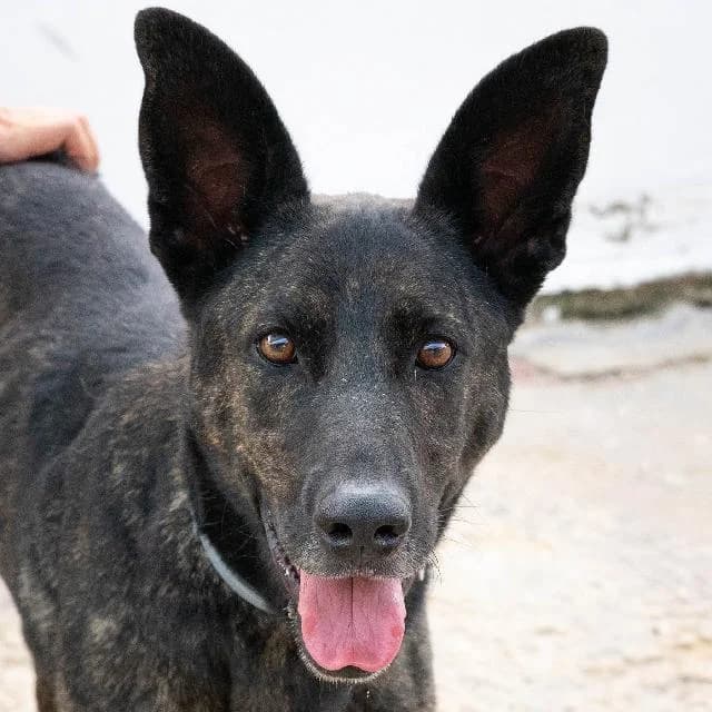 Gracie - 5 ano(s) e,  (União Zoófila)