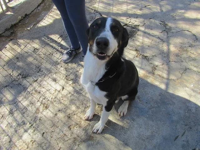 Vadi, Curto male senior mixed breed for adoption at União Zoófila, Lisboa