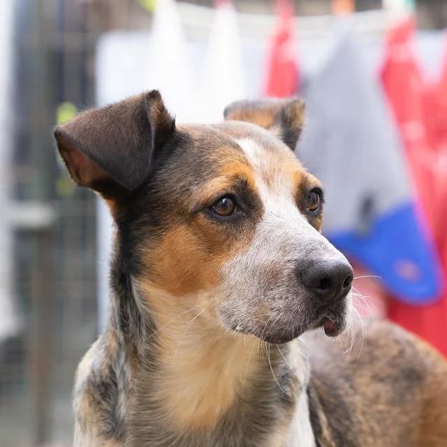 Noite - 5 ano(s) e, Curto female puppy mixed breed for adoption at União Zoófila, Lisboa