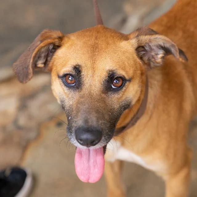 Nuit - 8 ano(s) e, Curto female puppy mixed breed for adoption at União Zoófila, Lisboa