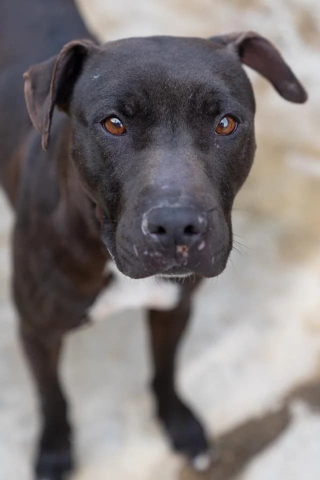 Kaia - 9 ano(s) e, Curto female puppy Pit Bull Terrier for adoption at União Zoófila, Lisboa
