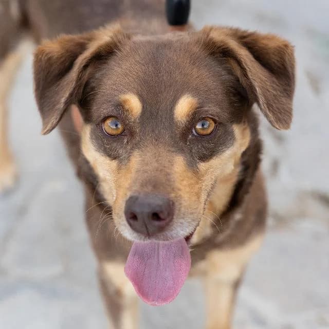 Beta - 10 ano(s) e, Curto female puppy mixed breed for adoption at União Zoófila, Lisboa