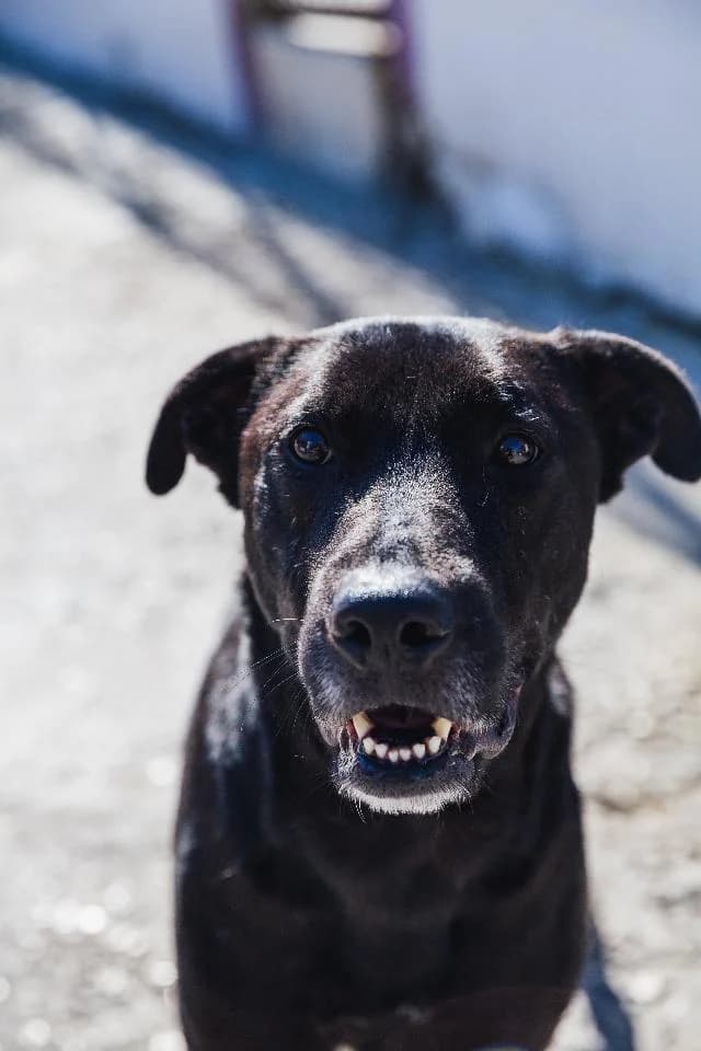 Torres - 6 ano(s) e, Curto male puppy mixed breed for adoption at União Zoófila, Lisboa