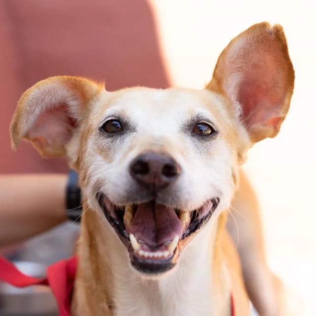 Dumbo - 11 ano(s) e, Curto male puppy mixed breed for adoption at União Zoófila, Lisboa