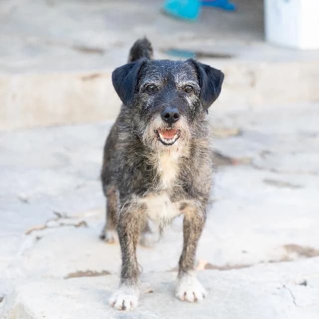 Sumol - 11 ano(s) e, Médio male puppy mixed breed for adoption at União Zoófila, Lisboa