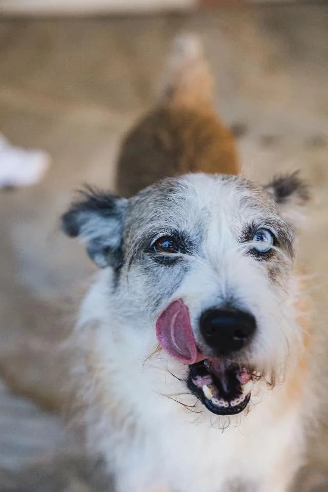 Capri-Sun - 7 ano(s) e, Médio female puppy mixed breed for adoption at União Zoófila, Lisboa