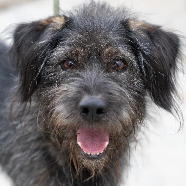 Boltini - 9 ano(s) e, Comprido e Ondulado male puppy mixed breed for adoption at União Zoófila, Lisboa