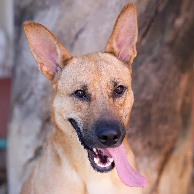 Pão de Ló - 3 ano(s) e, Curto male puppy mixed breed for adoption at União Zoófila, Lisboa