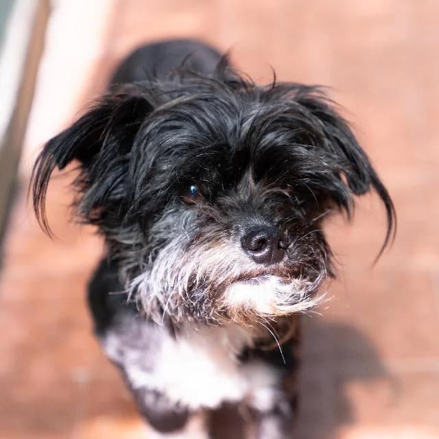 Nabiça - 5 ano(s) e, Comprido e Liso female puppy mixed breed for adoption at União Zoófila, Lisboa