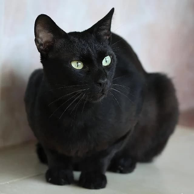 Boomerang, male 4yo mixed breed for adoption at União Zoófila, Lisboa