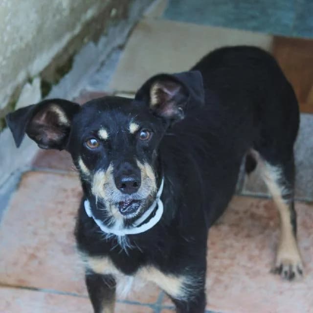 Mango - 10 ano(s) e, Curto male puppy mixed breed for adoption at União Zoófila, Lisboa