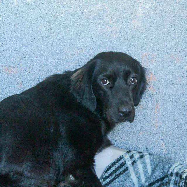 Clark - 2 ano(s) e, Curto male puppy mixed breed for adoption at União Zoófila, Lisboa