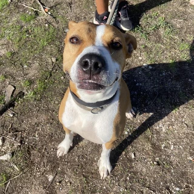 Pokey - 6 ano(s) e, Curto female puppy Pit Bull Terrier for adoption at União Zoófila, Lisboa