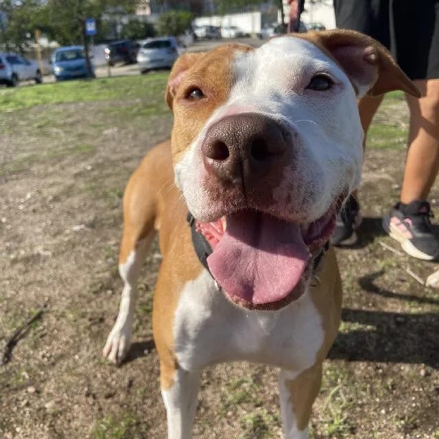 Kaki King - 5 ano(s) e, Curto female puppy Pit Bull Terrier for adoption at União Zoófila, Lisboa
