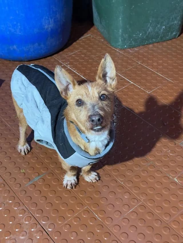 Ronaldo - 6 ano(s) e, Médio e Liso male puppy mixed breed for adoption at União Zoófila, Lisboa