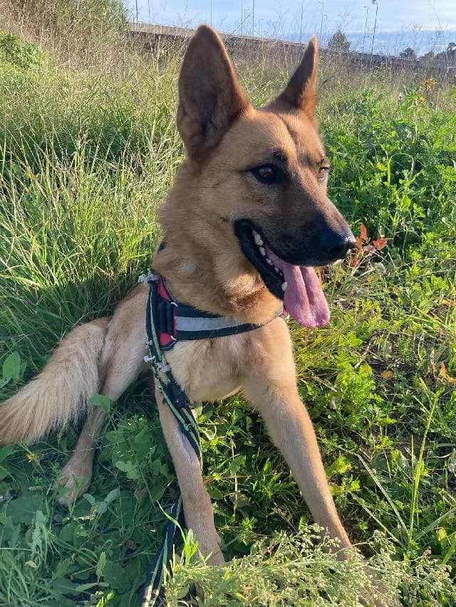 Petúnio - 4 ano(s) e, Médio male puppy mixed breed for adoption at União Zoófila, Lisboa
