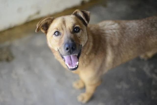Hotdog - 10 ano(s) e, Curto e Sedoso male puppy mixed breed for adoption at União Zoófila, Lisboa