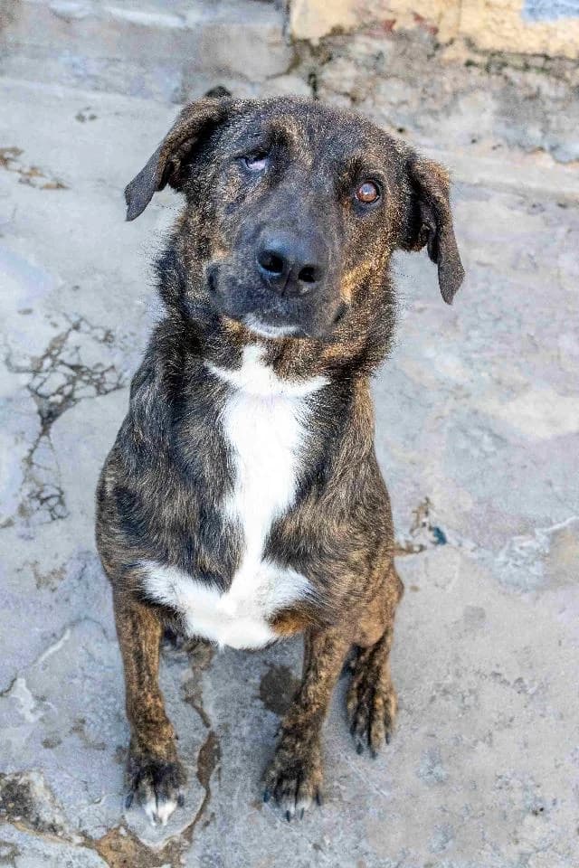 Lua Cheia - 4 ano(s) e, Curto e Grosso female puppy mixed breed for adoption at União Zoófila, Lisboa