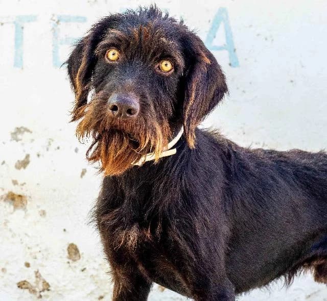 Pongo - 3 ano(s) e, Comprido e Ondulado male puppy mixed breed for adoption at União Zoófila, Lisboa