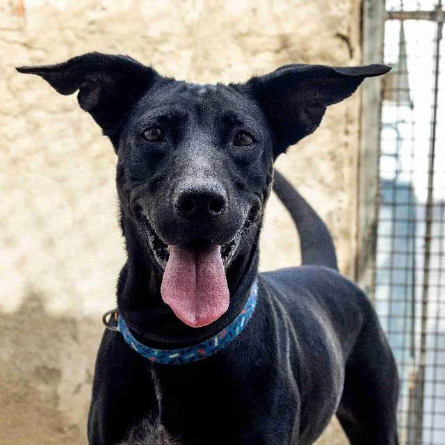 Celine - 5 ano(s) e, Curto e Sedoso female puppy mixed breed for adoption at União Zoófila, Lisboa
