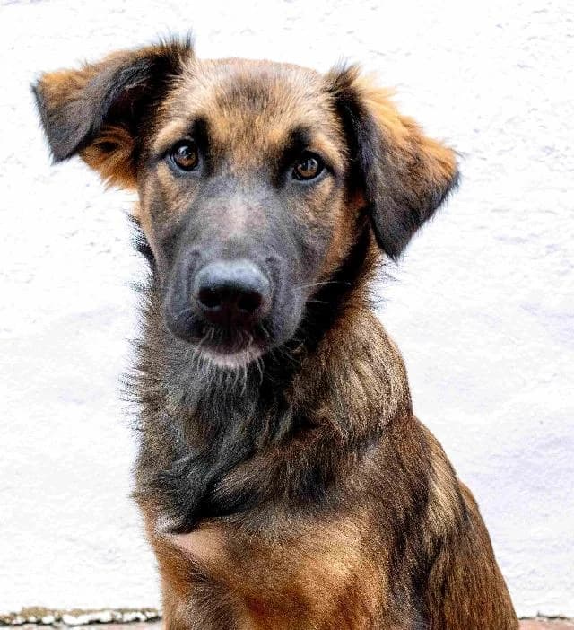 Wild, Comprido e Liso male young mixed breed for adoption at União Zoófila, Lisboa