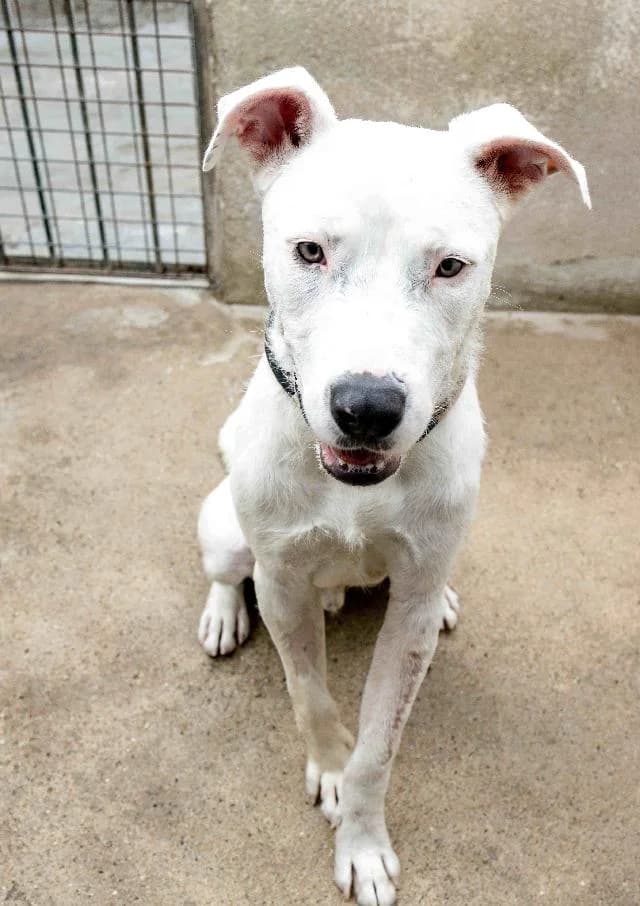 Argentino - 1 ano(s) e, Curto male puppy mixed breed for adoption at União Zoófila, Lisboa