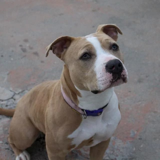 Sacha - 1 ano(s) e, Curto e Sedoso female puppy Pit Bull Terrier for adoption at União Zoófila, Lisboa