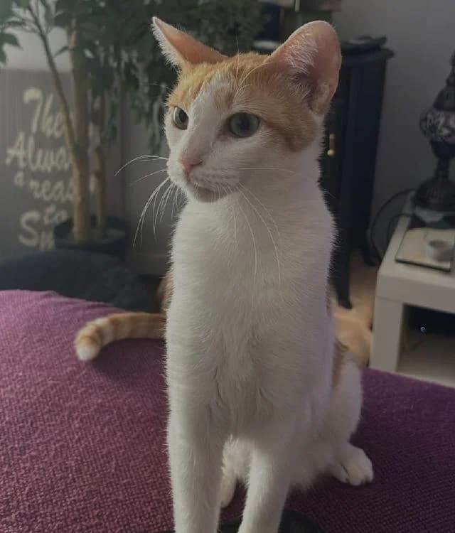 Kika,  (União Zoófila)