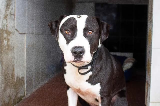 Bernas - 4 ano(s) e, Curto male puppy Pit Bull Terrier for adoption at União Zoófila, Lisboa